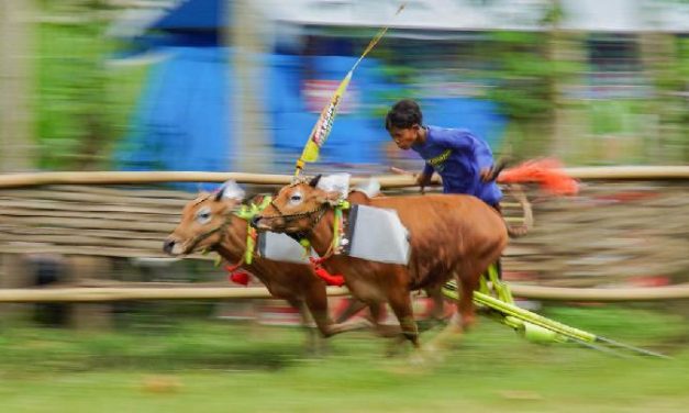 Karapan Sapi Membara di Jawa Timur, Tradisi Leluhur yang Tak Pernah Mati