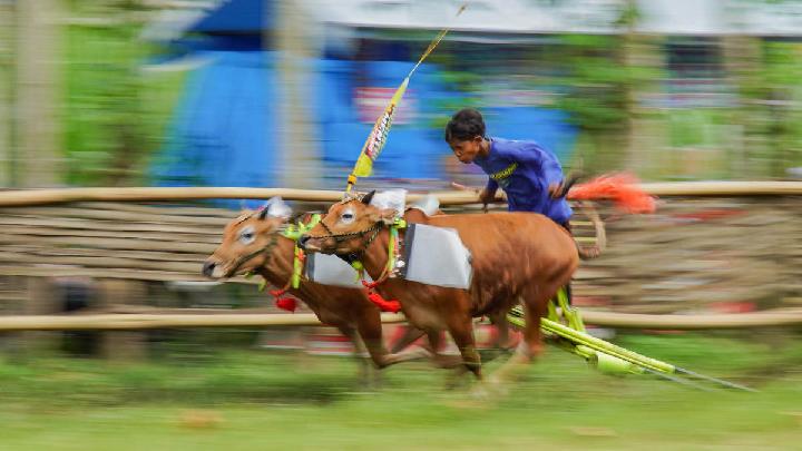 Karapan Sapi Membara di Jawa Timur, Tradisi Leluhur yang Tak Pernah Mati
