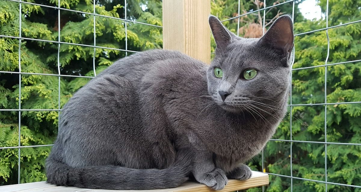 Kucing yang Sering Keluar Rumah Berisiko Lebih Tinggi Penyakit