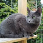 Kucing yang Sering Keluar Rumah Berisiko Lebih Tinggi Penyakit
