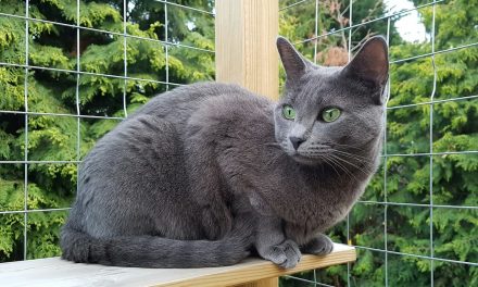 Kucing yang Sering Keluar Rumah Berisiko Lebih Tinggi Penyakit