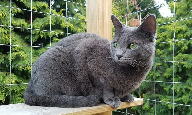Kucing yang Sering Keluar Rumah Berisiko Lebih Tinggi Penyakit