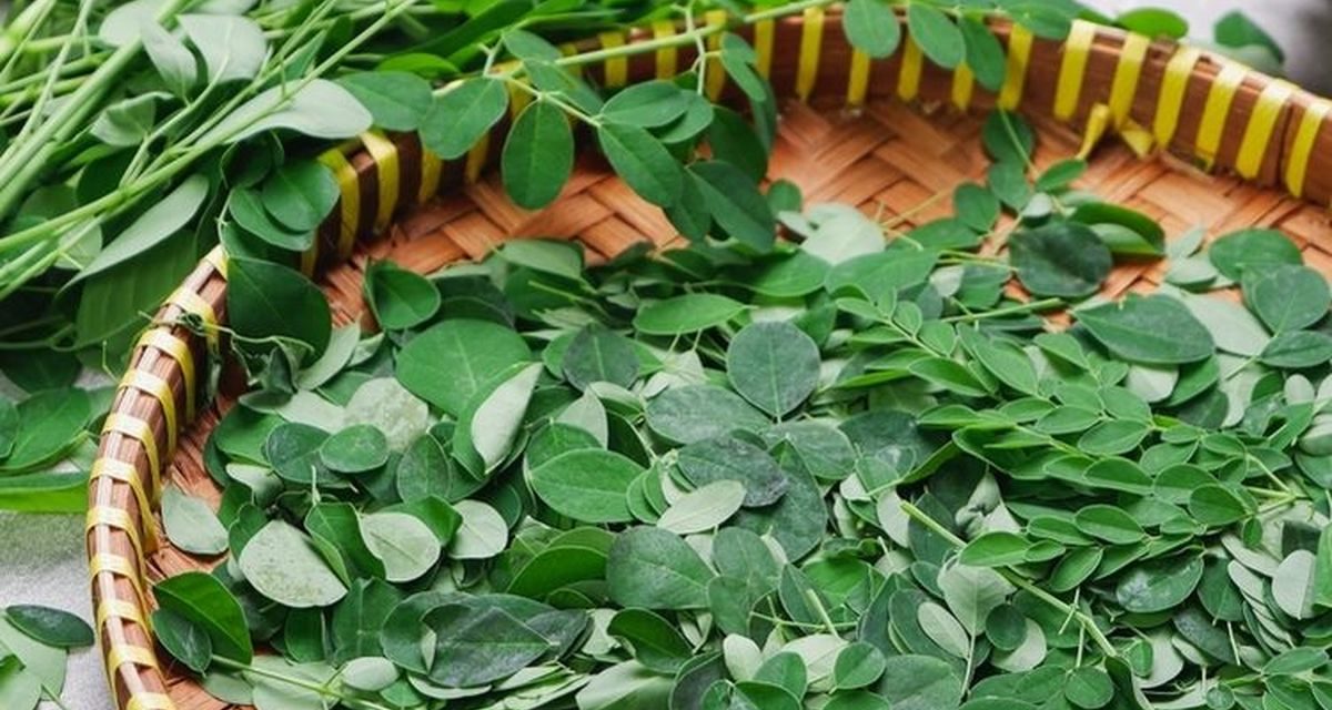 Daun Kelor Tidak Diizinkan sebagai Pangan di Australia, Ini Penyebabnya