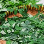 Daun Kelor Tidak Diizinkan sebagai Pangan di Australia, Ini Penyebabnya