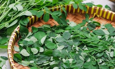 Daun Kelor Tidak Diizinkan sebagai Pangan di Australia, Ini Penyebabnya