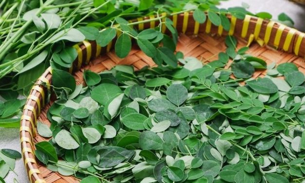 Daun Kelor Tidak Diizinkan sebagai Pangan di Australia, Ini Penyebabnya