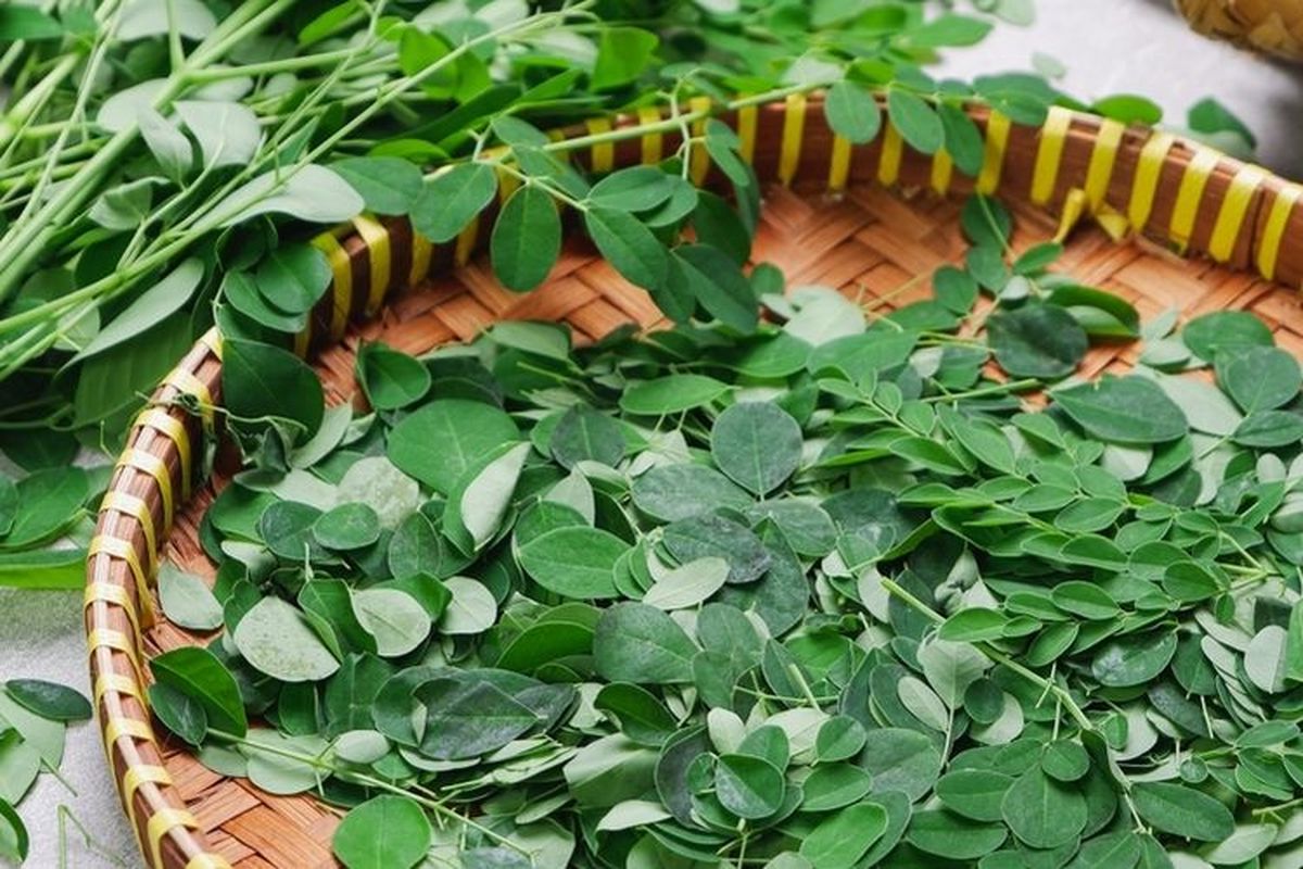 Larangan Daun Kelor