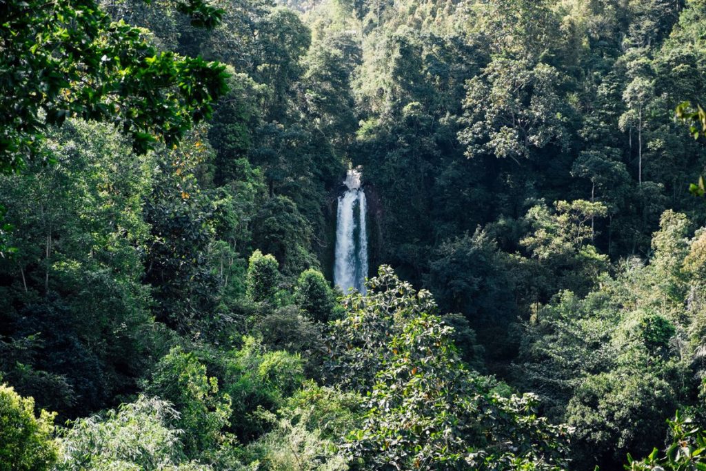 Pemandangan hutan Luksemburg yang mengalami penurunan kesehatan akibat dampak perubahan iklim dan kekeringan berkepanjangan.