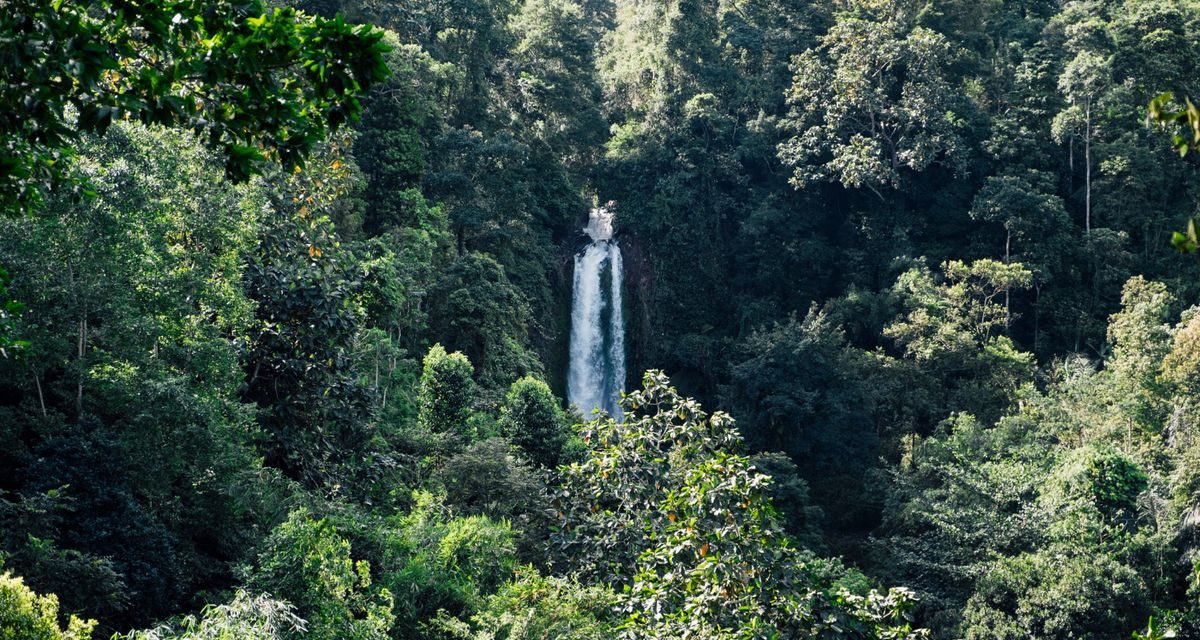 Dampak Krisis Iklim, Hutan Luksemburg Kehilangan Ketahanannya