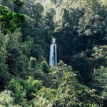Dampak Krisis Iklim, Hutan Luksemburg Kehilangan Ketahanannya