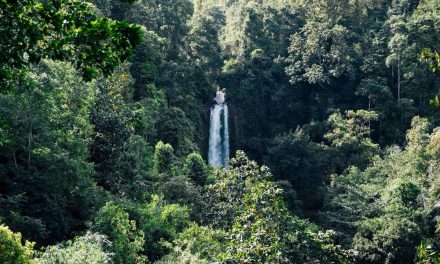 Dampak Krisis Iklim, Hutan Luksemburg Kehilangan Ketahanannya